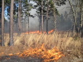 Rxfire